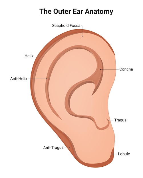 Vector la anatomía del oído externo escafoide fossa concha tragus lóbulo anitragus antihelix escafoides fassa