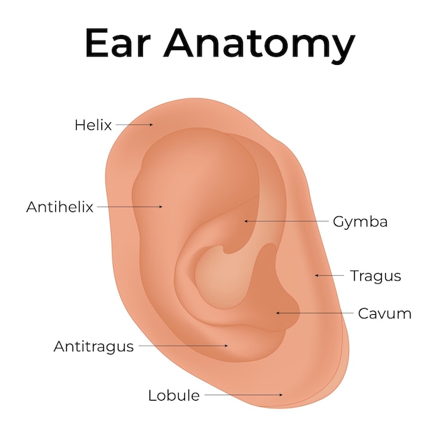 Anatomía del oído Hélice Antihélice Antitragus Lóbulo Gymba Tragus Cavum Ilustración del vector