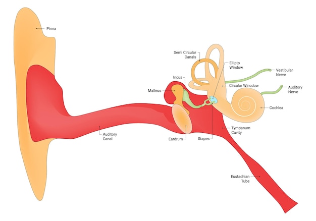 Vector anatomía del oído humano pinna término del oído stapes malleus incus canales semicirculares cochlea tympanum