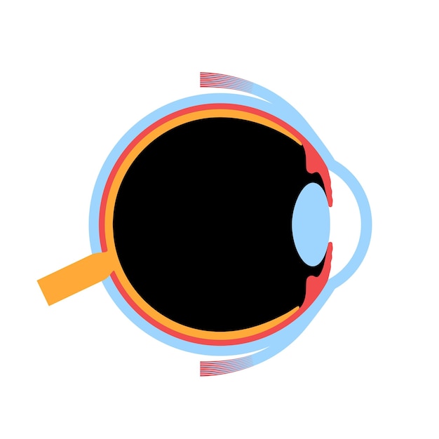 Vector anatomía del ojo estructura de la infografía del ojo humano vector médico de la retina externa y la esclera del iris