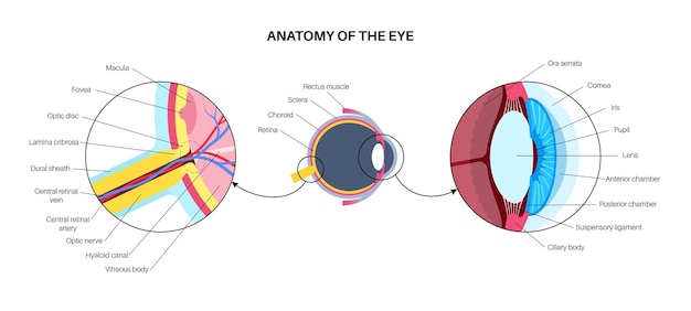 Vector anatomía del ojo estructura de la infografía del ojo humano vector médico de la retina externa y la esclera del iris