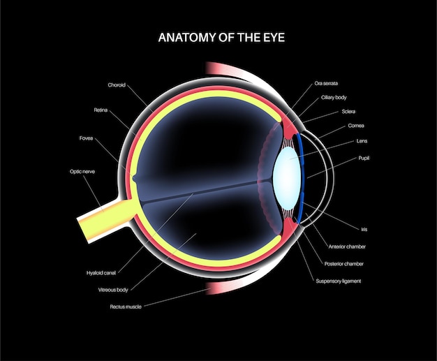 Vector anatomía del ojo estructura de la infografía del ojo humano vector médico de la retina externa y la esclera del iris