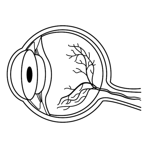 Anatomía del ojo humano para colorear.
