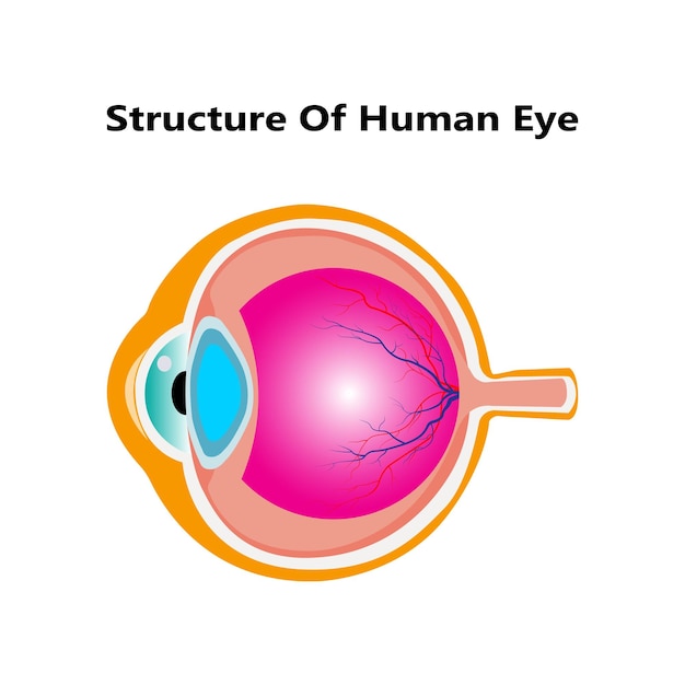 Anatomía del ojo humano hermosa ilustración médica colorida