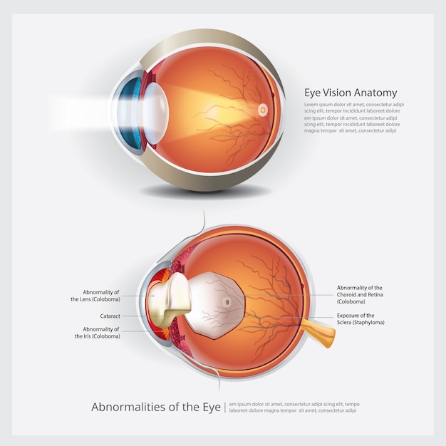 Vector anatomía del ojo humano y lente normal ilustración vectorial