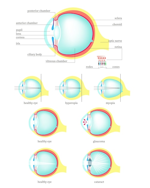 Anatomía del ojo humano vector ilustración aislada plana