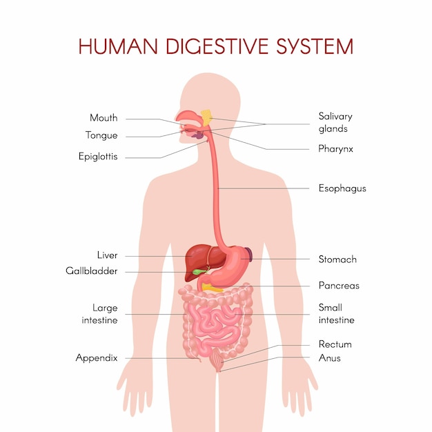 Vector anatomía de los órganos digestivos humanos con descripción de las funciones correspondientes de los órganos internos. ilustración anatómica en estilo plano aislado sobre fondo blanco.