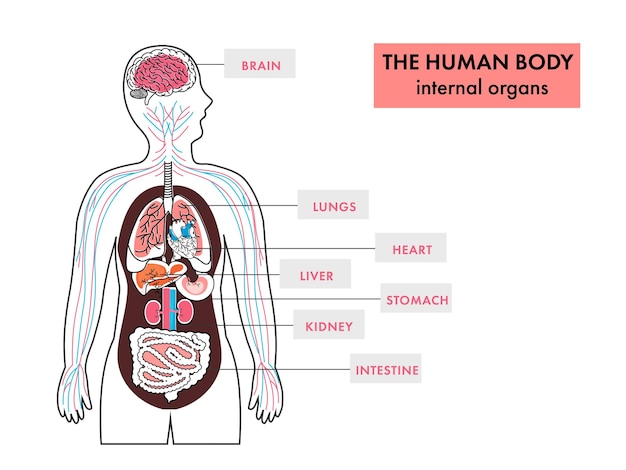 Anatomía de los órganos internos del cuerpo humano infografía sobre fondo blanco