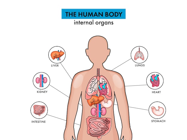 Anatomía de los órganos internos del cuerpo humano sobre fondo blanco.