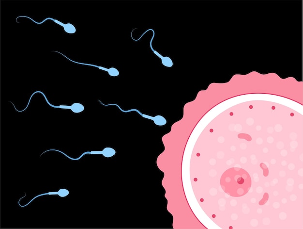 Vector anatomía del óvulo humano. fertilización, ginecología e investigación de la fecundación in vitro.