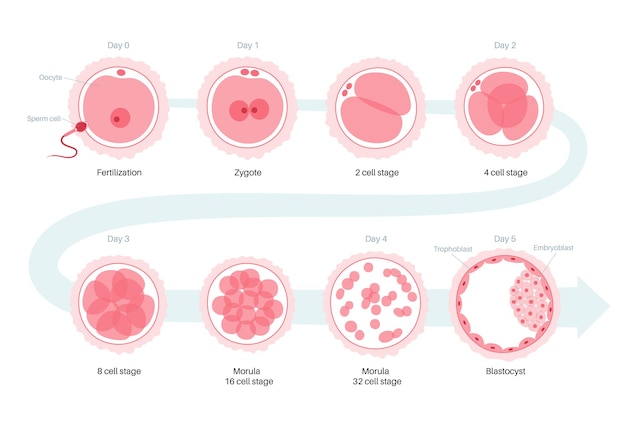 Vector anatomía del óvulo humano. fertilización, ginecología e investigación de la fecundación in vitro.