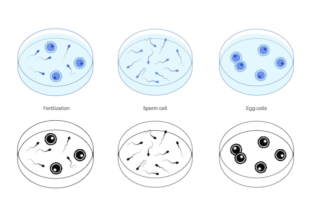 Anatomía del óvulo humano. Fertilización, ginecología e investigación de la fecundación in vitro.