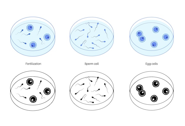 Anatomía del óvulo humano. fertilización, ginecología e investigación de la fecundación in vitro.