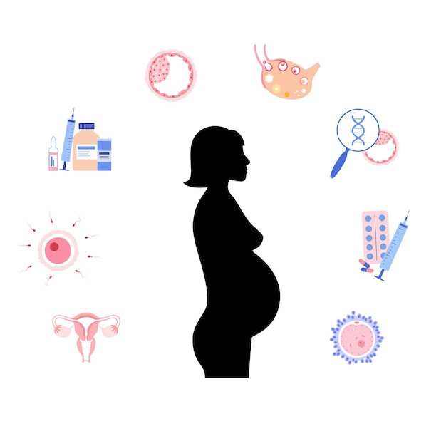 Anatomía del óvulo humano. Fertilización, ginecología e investigación de la fecundación in vitro.