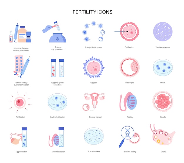 Anatomía del óvulo humano. fertilización, ginecología e investigación de la fecundación in vitro.