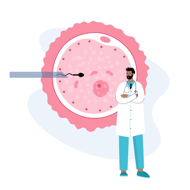 Anatomía del óvulo humano. Fertilización, ginecología e investigación de la fecundación in vitro.