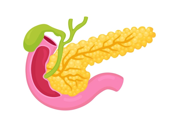 Anatomía páncreas órgano interno humano enzimas digestivas islote pancreático y otros elementos internos educación médica biología