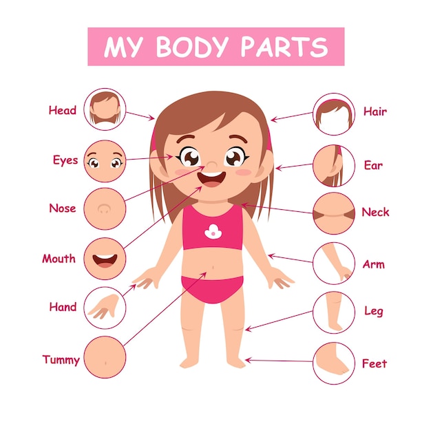 anatomía de la parte del cuerpo de una niña bonita