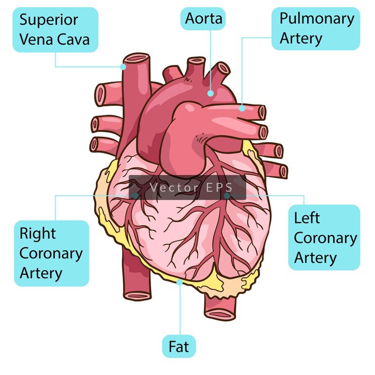 Anatomía de las partes del cuerpo del corazón humano
