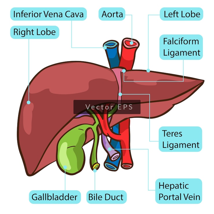 Anatomía de las partes del cuerpo del hígado humano