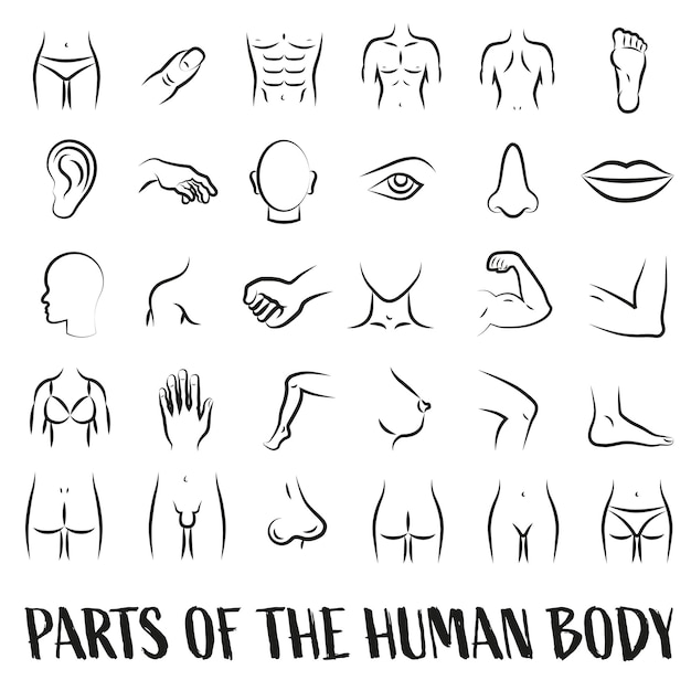 Vector anatomía partes del cuerpo humano conjunto de iconos lineales cuidado de la salud símbolos de líneas aisladas de líneas delgadas