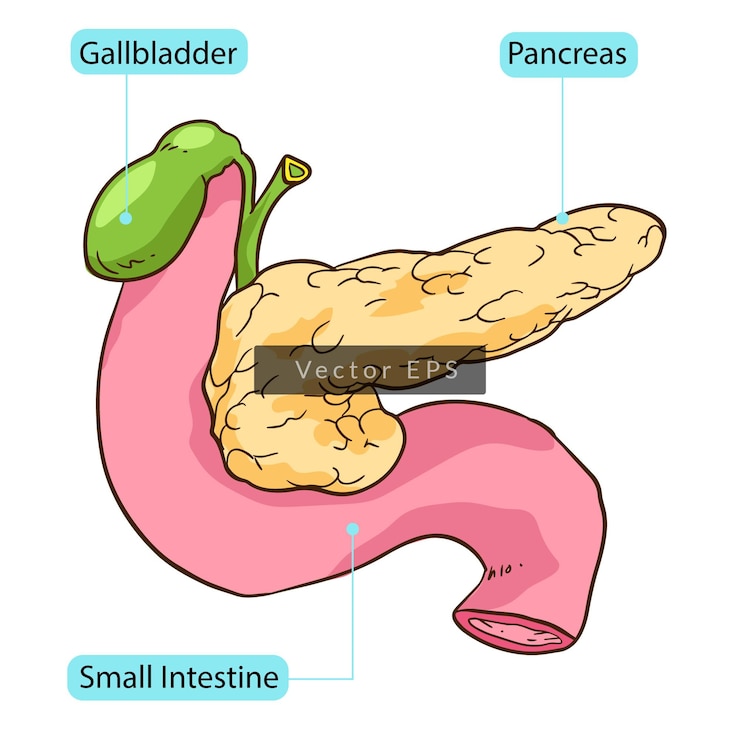 Anatomía de las partes del cuerpo del páncreas humano