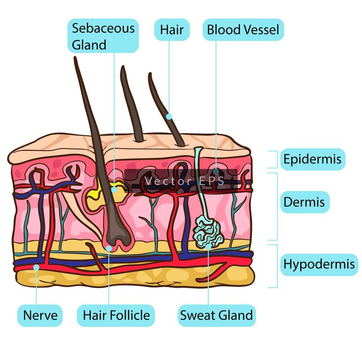 Anatomía de las partes del cuerpo bajo la piel humana