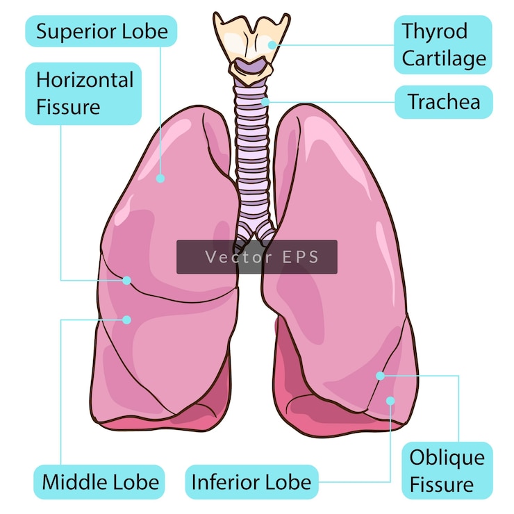 Anatomía de las partes del cuerpo del pulmón humano