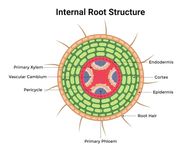 Vector anatomía de las plantas con estructura y partes internas de vista lateral diagrama de esquema educativo etiquetado botánico