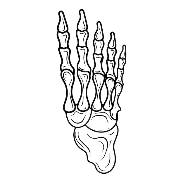 Vector anatomía de las plantas del pie humano ilustración vectorial sobre fondo blanco