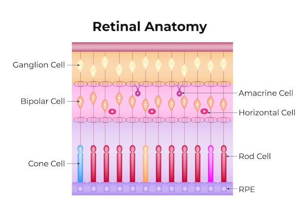 Anatomía de la retina Célula ganglionar Célula bipolar Célula cono Célula amecrina Célula horizontal Célula de varilla RPE