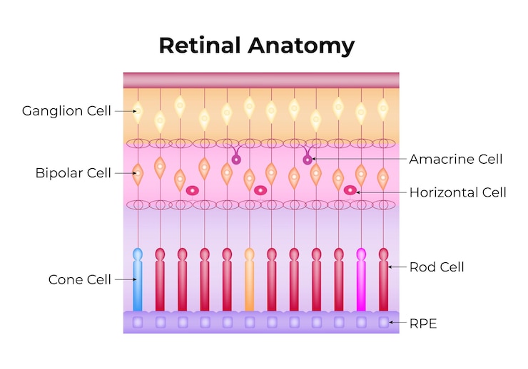 Vector anatomía de la retina célula ganglionar célula bipolar célula cono célula amecrina célula horizontal célula de varilla rpe