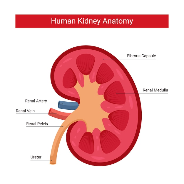 Anatomía del riñón humano, ilustración de diseño de vector infográfico de riñón humano