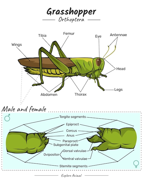 Vector anatomía del saltamontes macho y hembra