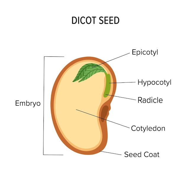 Anatomía de las semillas de dicot para la educación de los niños