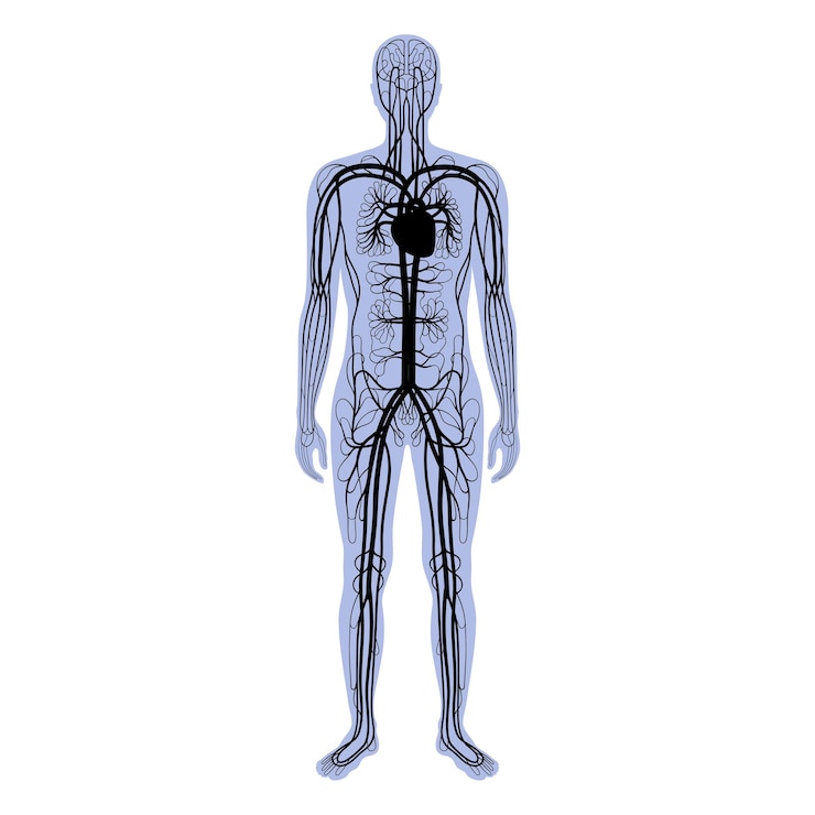 Vector anatomía del sistema circulatorio arterial y venoso humano. sangre en la ilustración de vector de silueta masculina