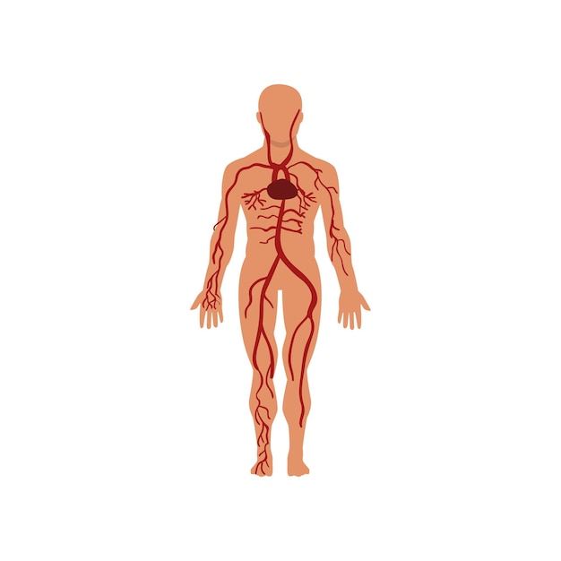 Anatomía del sistema circulatorio humano del vector del cuerpo humano ilustración aislada sobre fondo blanco