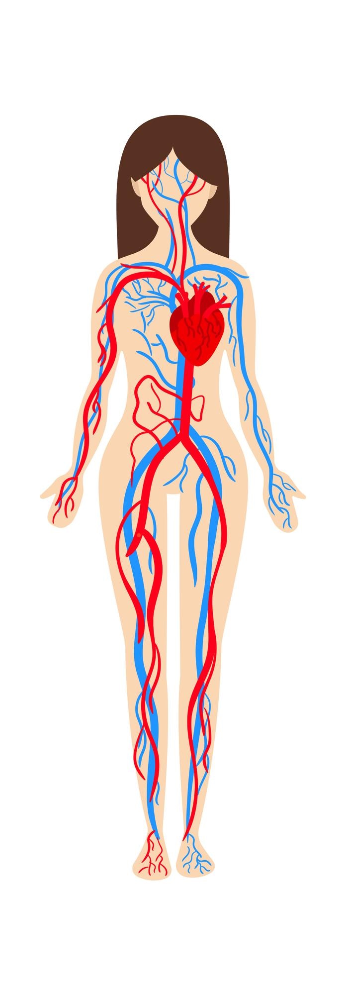 Vector anatomía del sistema circulatorio de la mujer ilustración vectorial