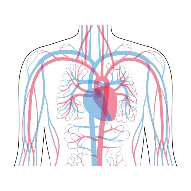 Vector anatomía del sistema circulatorio