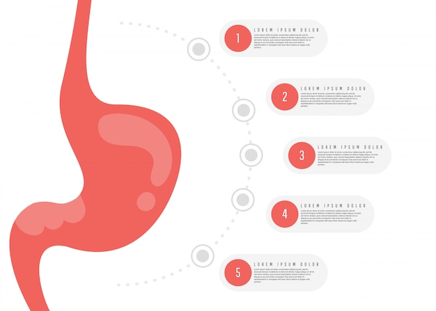 Anatomía del sistema digestivo.