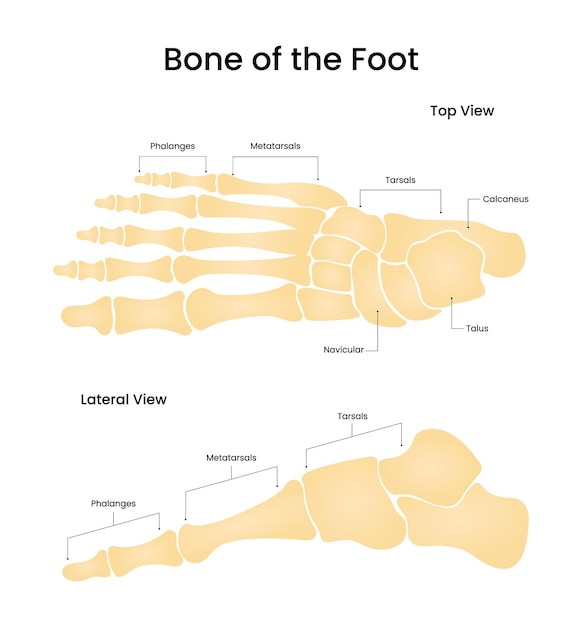 Anatomía del sistema excretor humano