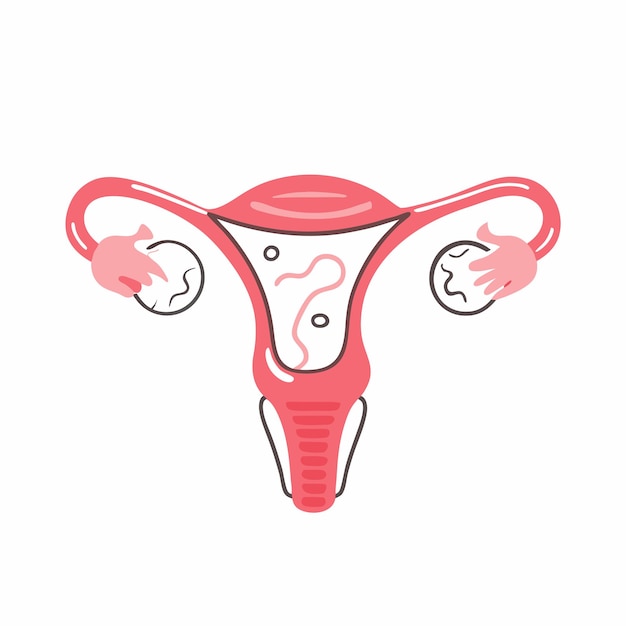 Anatomía del sistema reproductivo femenino Diagrama de la ubicación de los órganos útero cuello uterino ovario 1