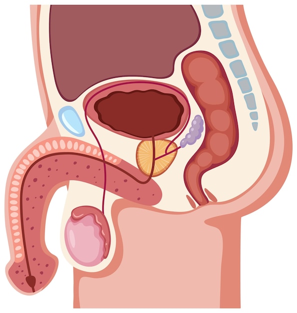 Vector anatomía del sistema reproductor masculino