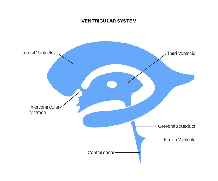 Vector anatomía del sistema ventricular. ventrículos cerebrales, líquido cefalorraquídeo en el vector del cerebro