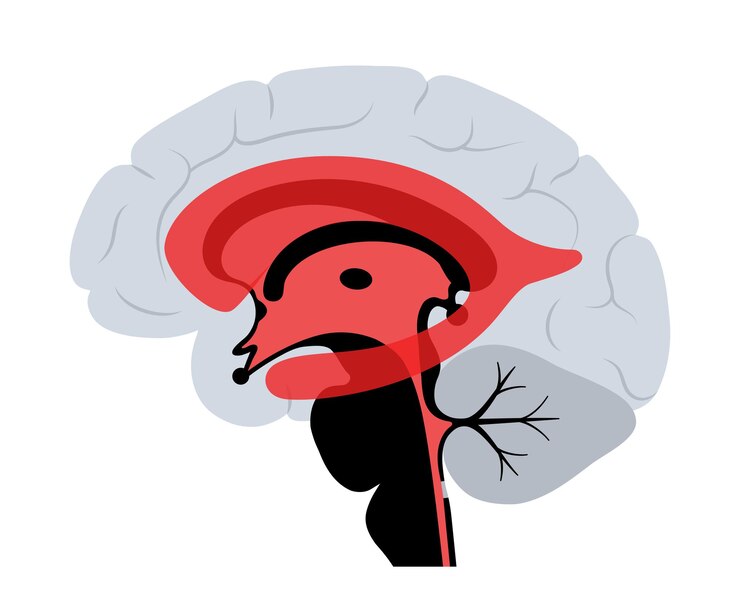 Vector anatomía del sistema ventricular. ventrículos cerebrales, líquido cefalorraquídeo en el vector del cerebro