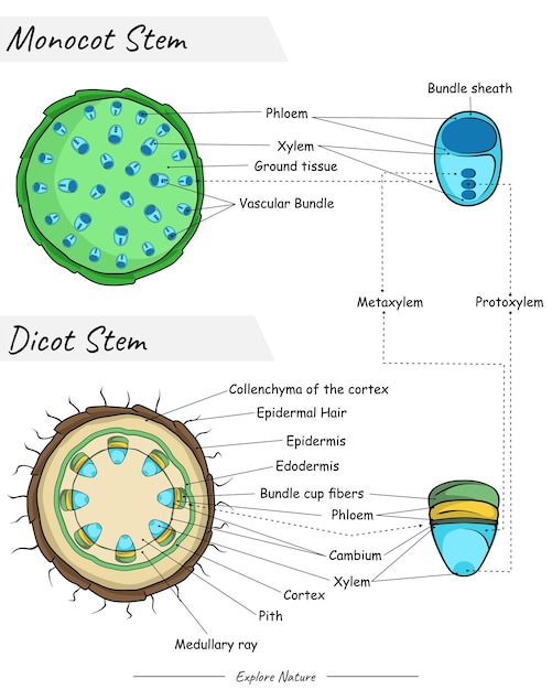 Anatomía del tallo monocotiledónea y del tallo dicotiledónea