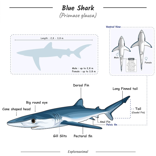 Anatomía de un tiburón azul