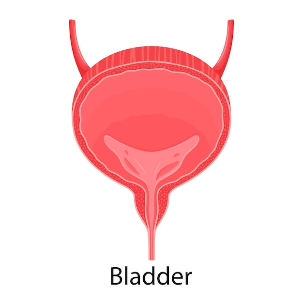 Anatomía de la vejiga humana. concepto de medicina, cuidado de la salud símbolo de órganos internos humanos. vector ilustración plana.