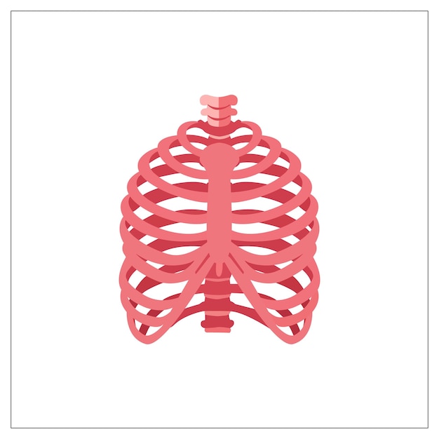 Anatomical illustration of a human rib cage