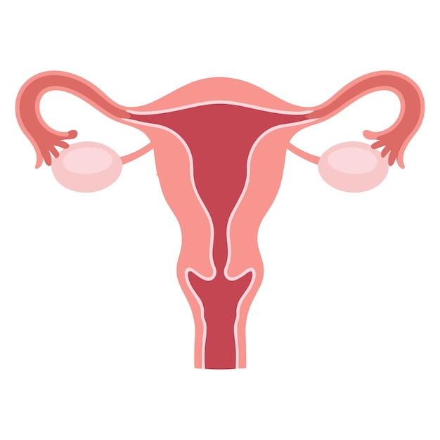Anatomical Illustration of the Female Reproductive System